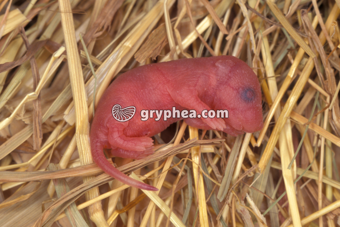 Souris - Souriceau nouveau-né - gryphea.com